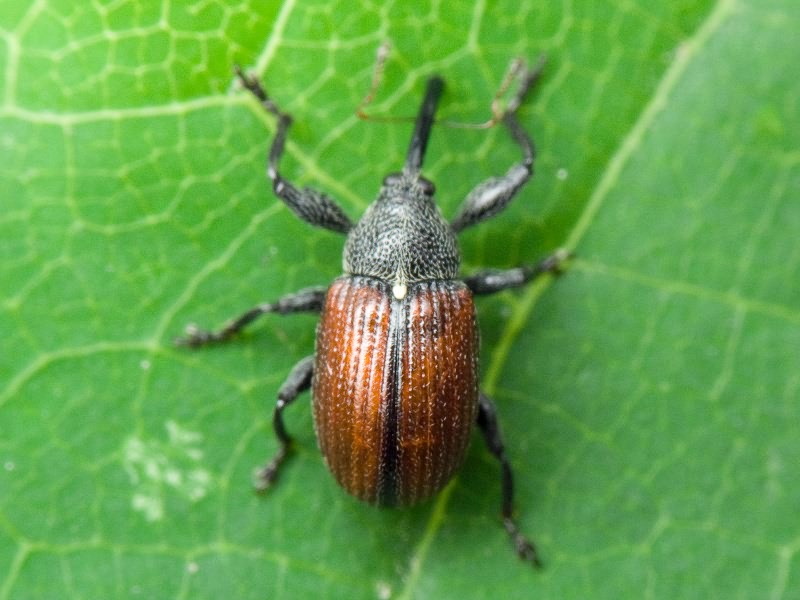 Anthonomus (Anthomorphus) phyllocola (Herbst, 1795)